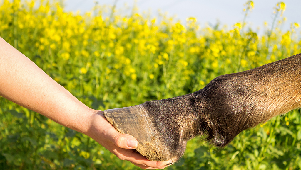 Laminitis: Symptoms and Treatment