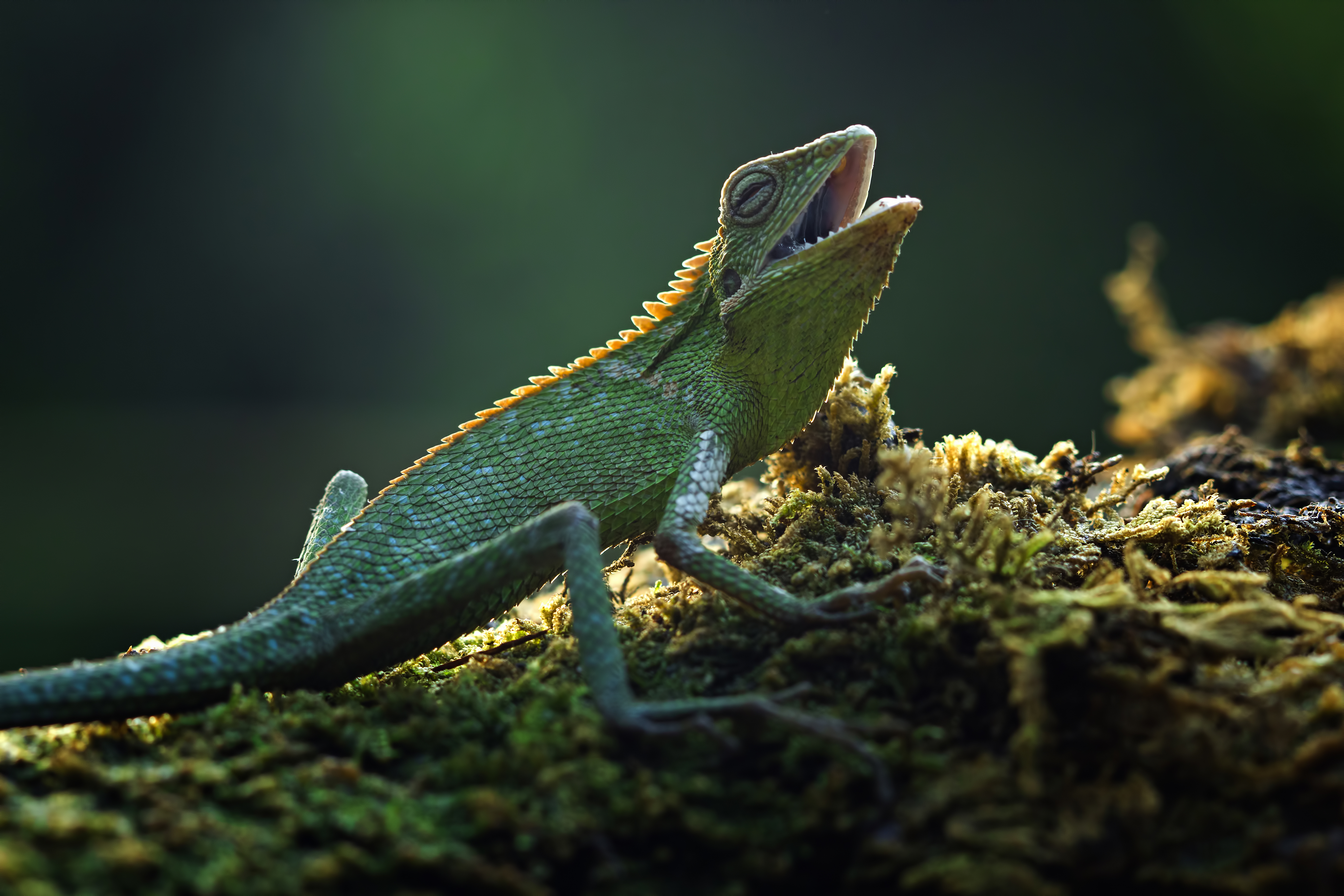 Winter Heating Solutions for Reptile Tanks: Avoiding Common Mistakes